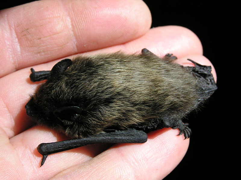 Nyctalus sp. e Pipistrellus sp.